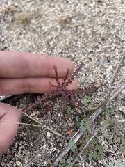 Eulobus californicus