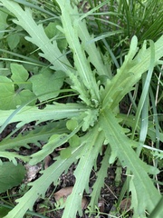 Layia platyglossa