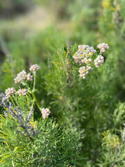 Pseudognaphalium californicum