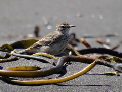 Geositta cunicularia