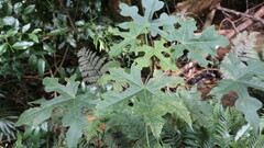 Brachychiton discolor