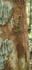 Anolis transversalis