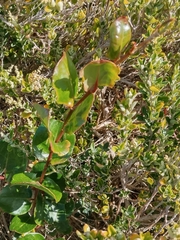 Muehlenbeckia adpressa