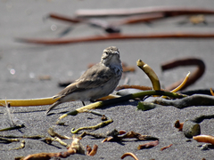 Geositta cunicularia