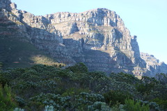 Leucospermum conocarpodendron conocarpodendron
