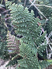 Myriopteris clevelandii