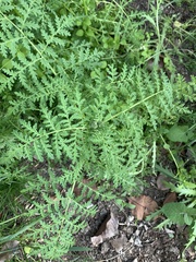 Phacelia tanacetifolia