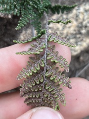 Myriopteris clevelandii