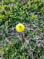 Pyrrhopappus pauciflorus