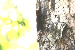 Antechinus stuartii