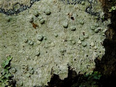 Pertusaria tetrathalamia