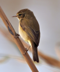 Phylloscopus ibericus