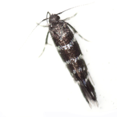 Stagmatophora argyrostrepta
