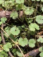Hydrocotyle moschata