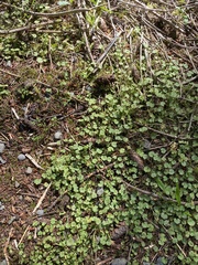 Hydrocotyle moschata