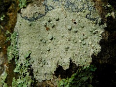 Pertusaria tetrathalamia