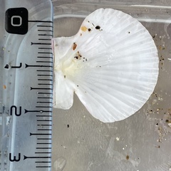 Aequipecten opercularis