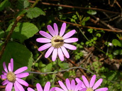 Pericallis tussilaginis image