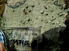 Pertusaria tetrathalamia