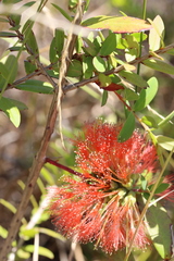 Melaleuca hypericifolia
