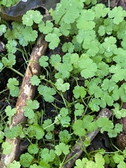 Hydrocotyle heteromeria