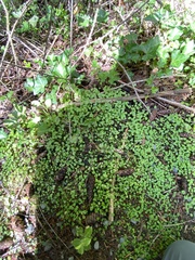 Hydrocotyle heteromeria