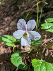 Viola ocellata