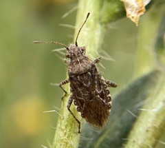 Arhyssus scutatus
