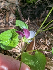 Viola ocellata
