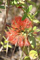 Melaleuca hypericifolia