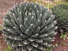 Agave pintilla