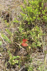 Melaleuca hypericifolia