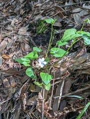 Viola ocellata