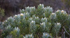 Leucospermum conocarpodendron conocarpodendron