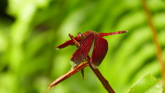 Neurothemis terminata
