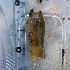 Scyliorhinus canicula