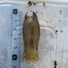 Scyliorhinus canicula