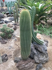 Cephalocereus polylophus