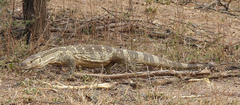 Varanus albigularis albigularis