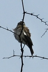 Euplectes albonotatus