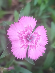 Dianthus