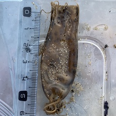 Scyliorhinus canicula