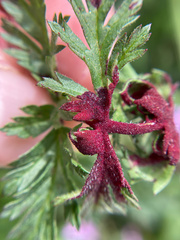 Synchytrium papillatum