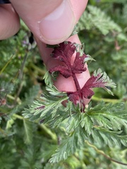 Synchytrium papillatum