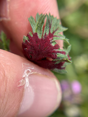 Synchytrium papillatum