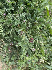 Synchytrium papillatum