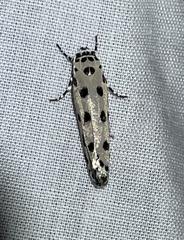 Ethmia sphaerosticha