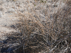 Ephedra nevadensis