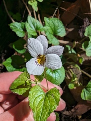 Viola ocellata