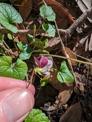 Viola ocellata
